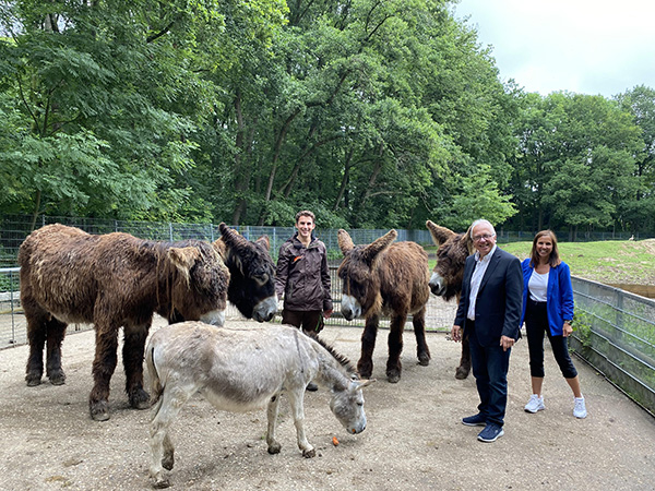 Neue Poitou-Eseln Neue Poitou-Eseln